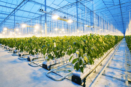 Когенерация в тепличном хозяйстве